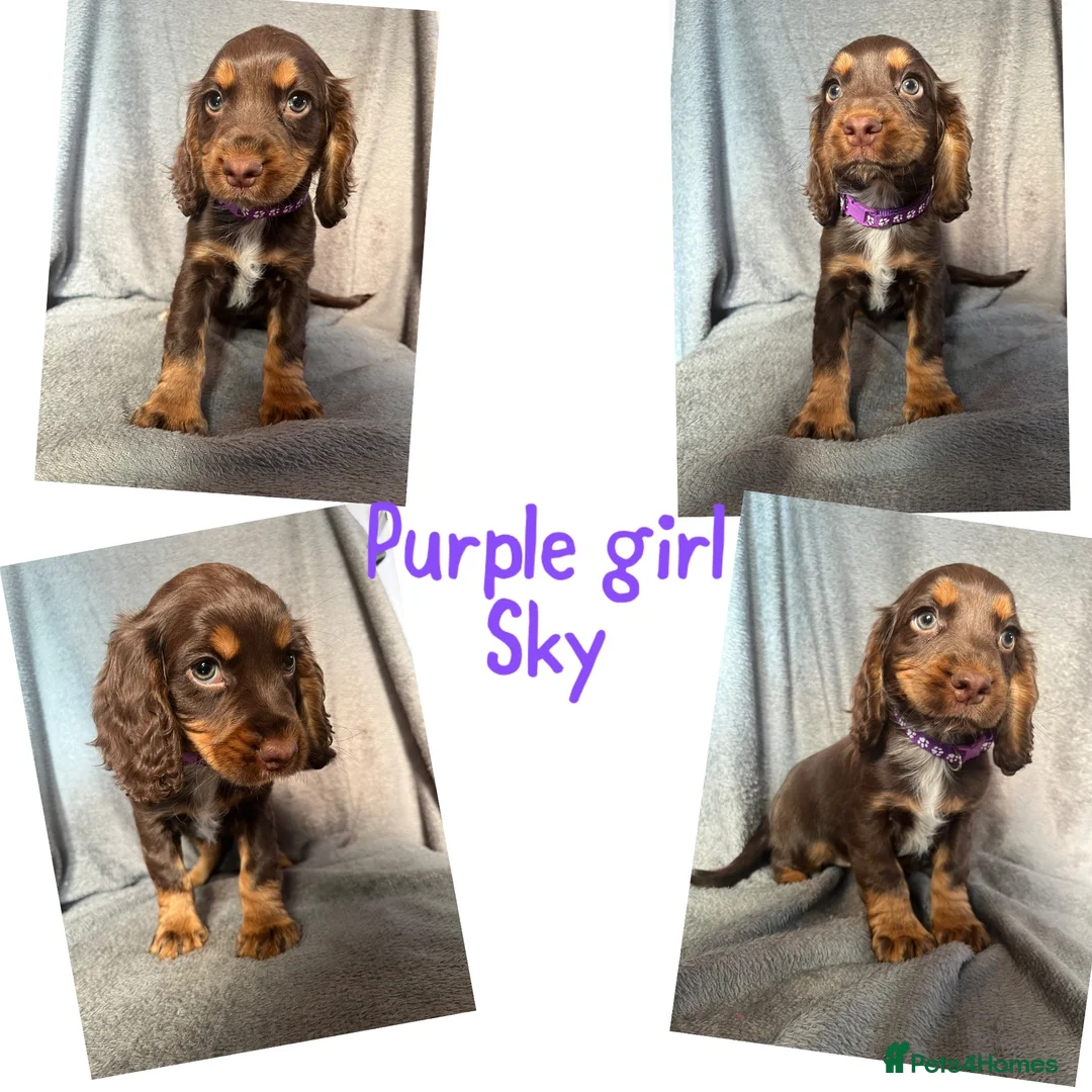 Cocker Spaniel dogs for sale: Cocker spaniel puppies  - Advert 2
