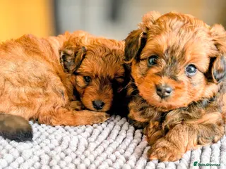 Pomapoo dogs Gorgeous F1 Pomapoo's - Advert 17
