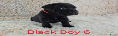 6 ❤️. Black Staffordshire Bull Terrier Boy 