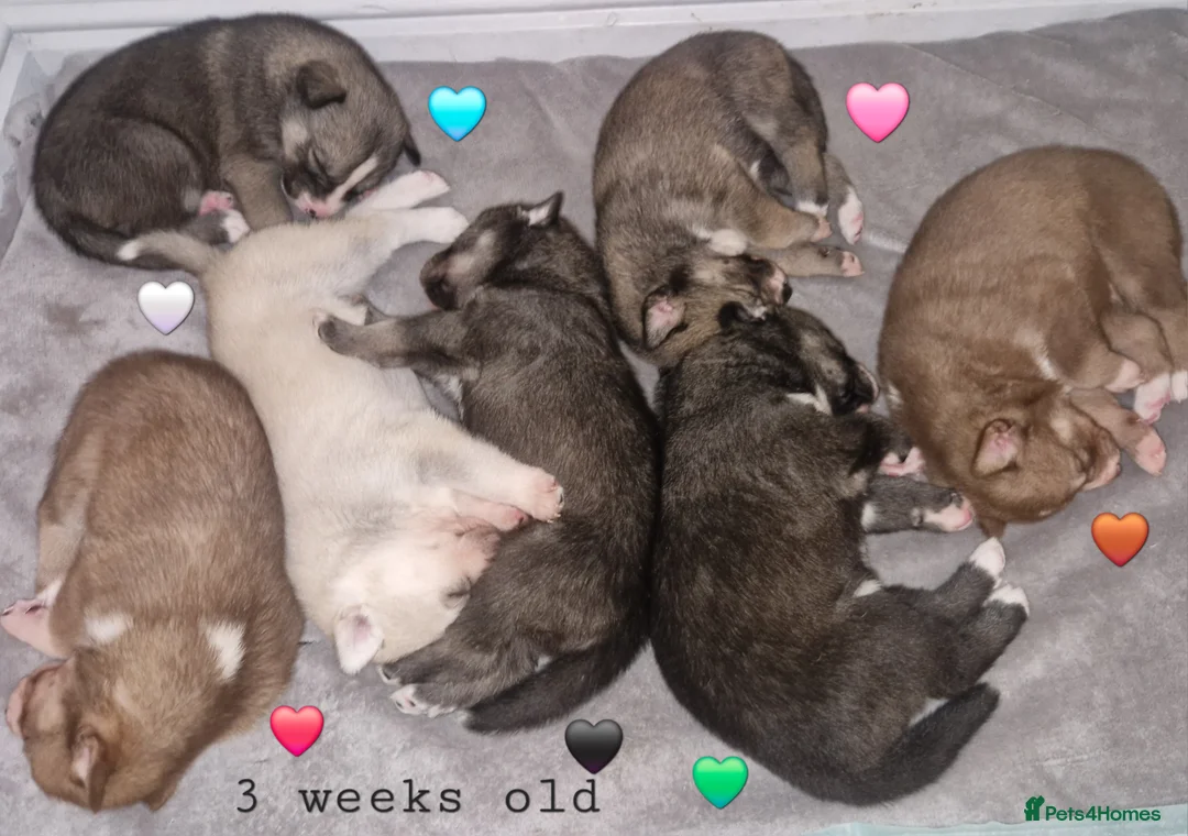 Siberian Husky dogs for sale: 1 beautiful girl left ❤️ ready now  - Advert 25