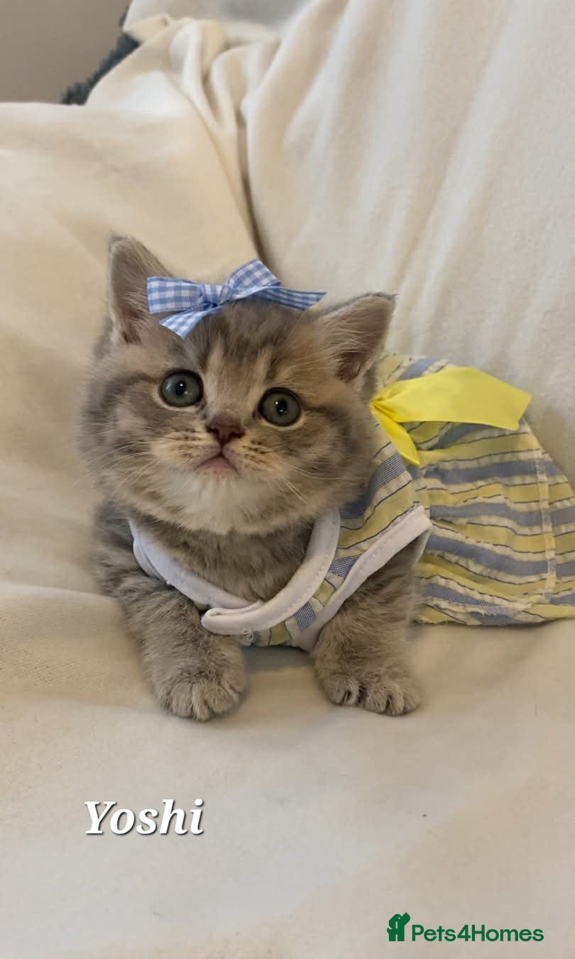 British Shorthair cats Litter Princess (pure BSH) - Advert 1