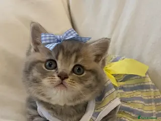 British Shorthair cats Litter Princess (pure BSH) - Advert 1