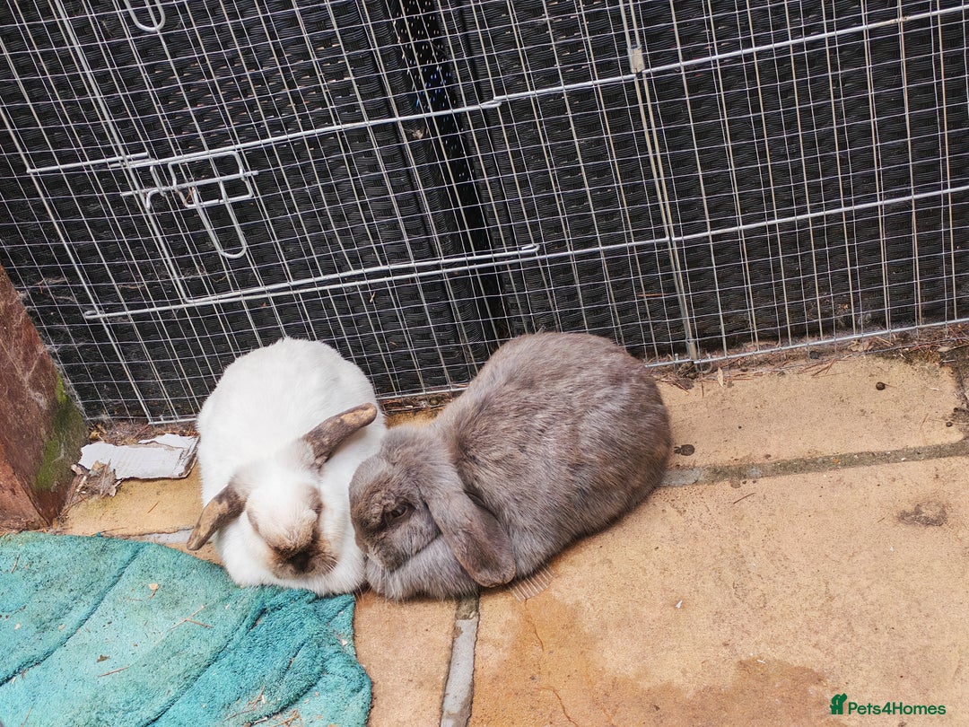 Mini Lop rabbits for sale: Female bonded rabbits  - Image 5