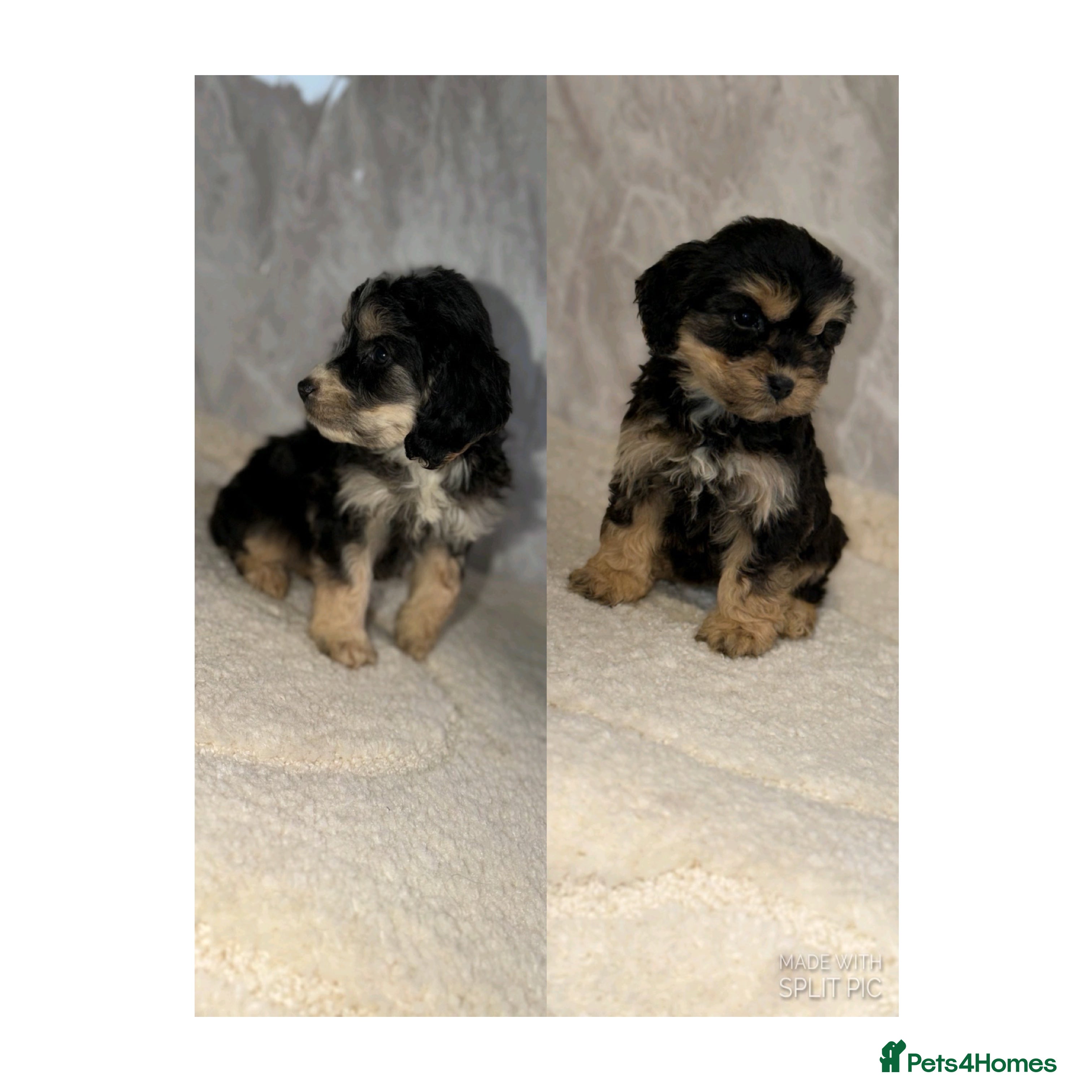 Cockapoo dogs Beautiful F1 Cockapoos- only 2 girls left - Advert 6