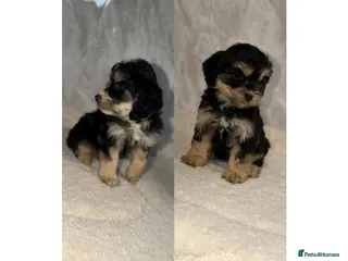 Cockapoo dogs Beautiful F1 Cockapoos- only 2 girls left - Advert 6