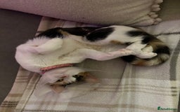Mixed Breed cats for sale: 2 year old calico female  - Image 5