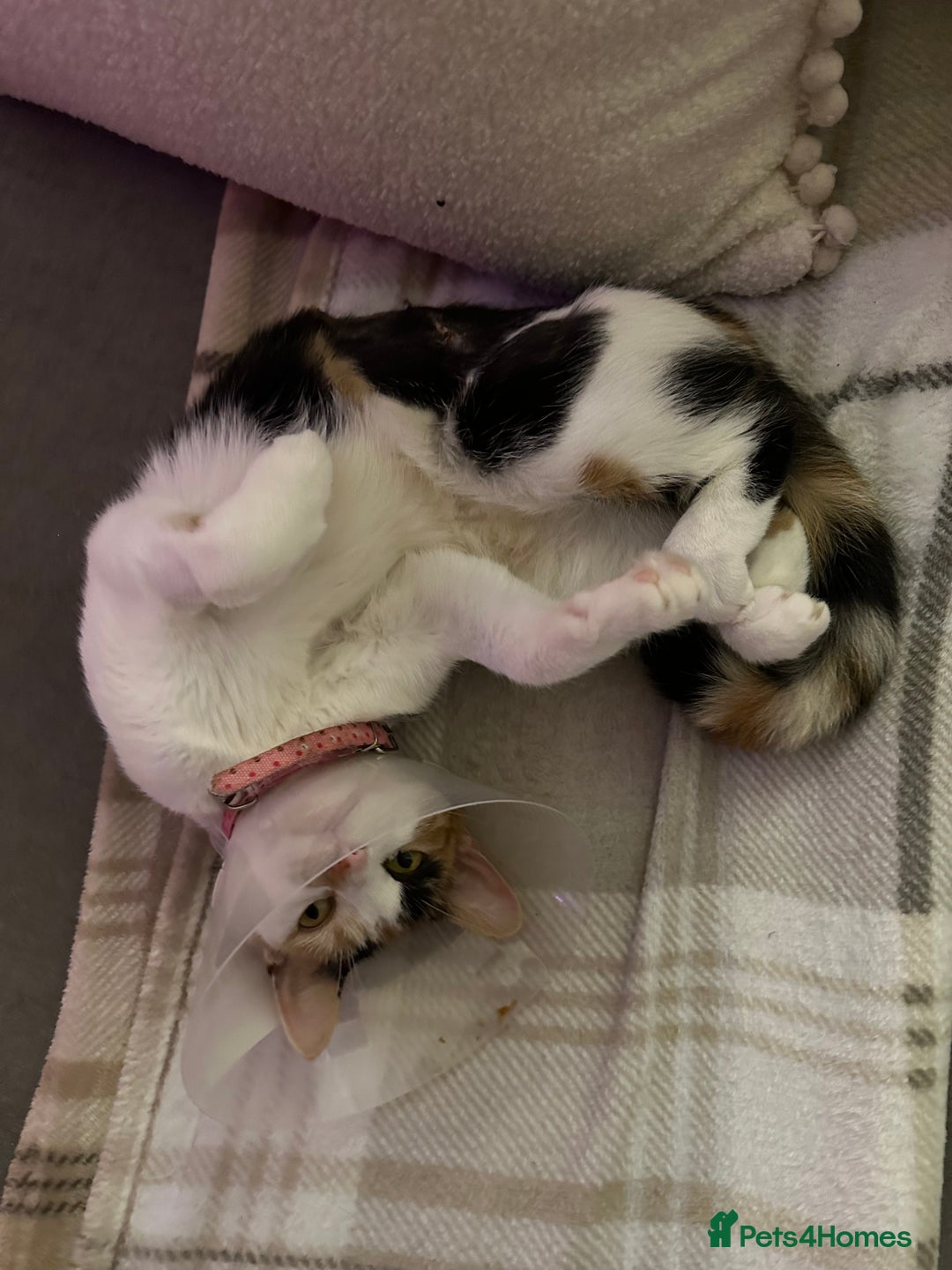 Mixed Breed cats for sale: 2 year old calico female  - Image 5