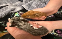 Guinea Pig rodents for sale: Baby guinea pigs - Image 2