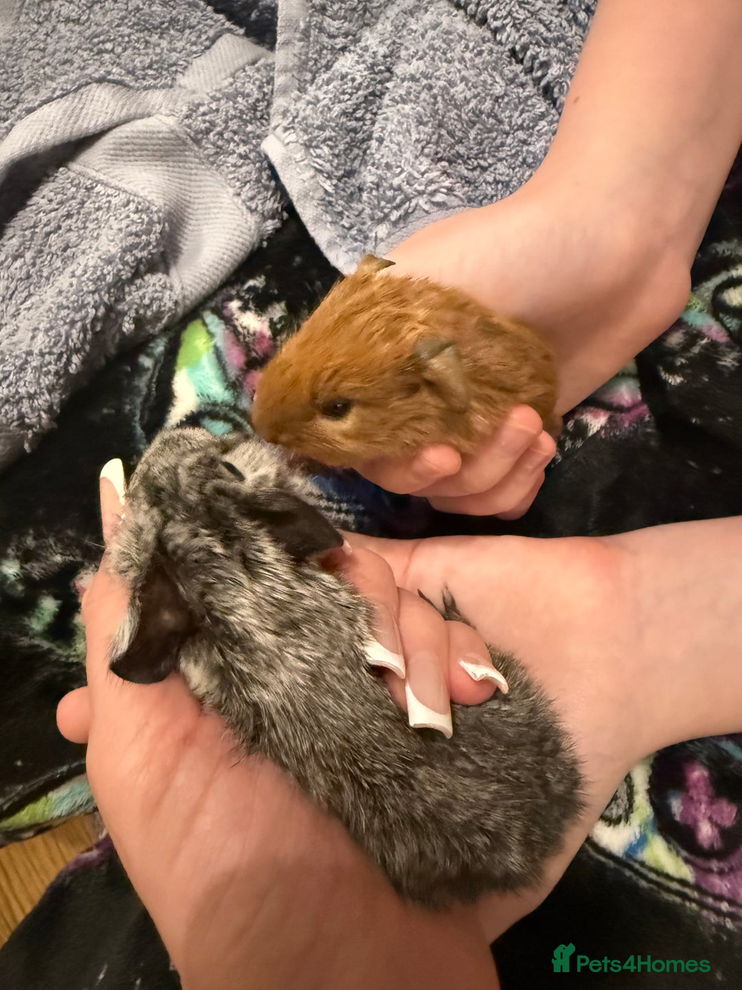 Guinea Pig rodents for sale: Baby guinea pigs - Image 2