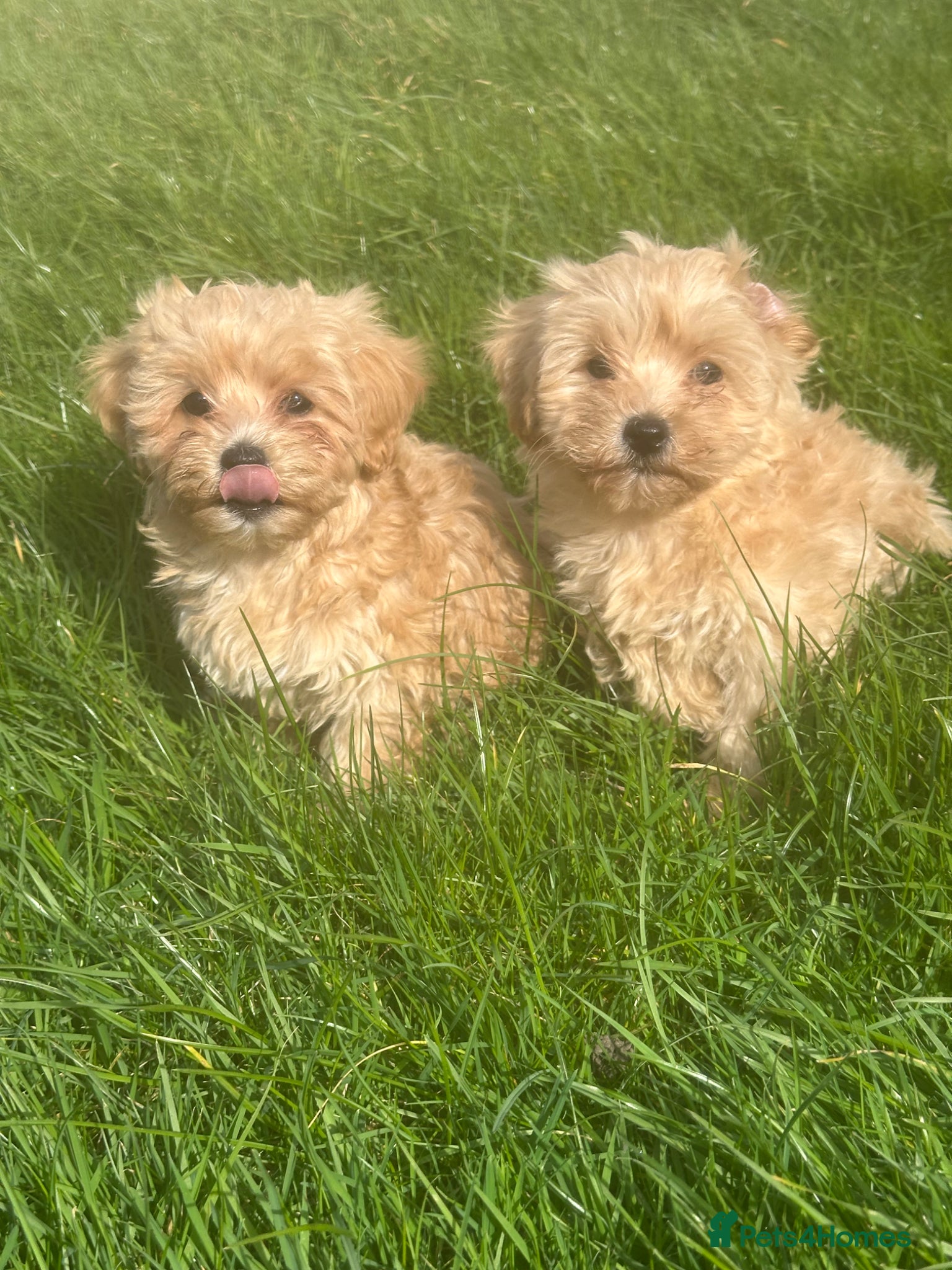 Maltipoo dogs Stunning Maltipoos  - Advert 1