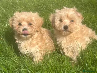Maltipoo dogs Stunning Maltipoos - Advert 1