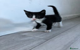 Mixed Breed cats for sale: Mixed breed kittens 8 weeks for sale  - Image 7