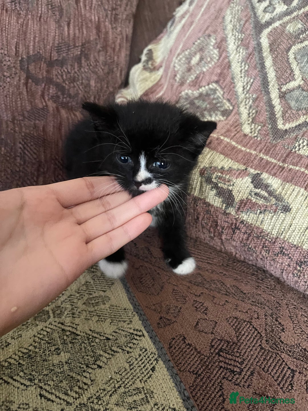 Mixed Breed cats for sale: Kittens for sale - Image 8