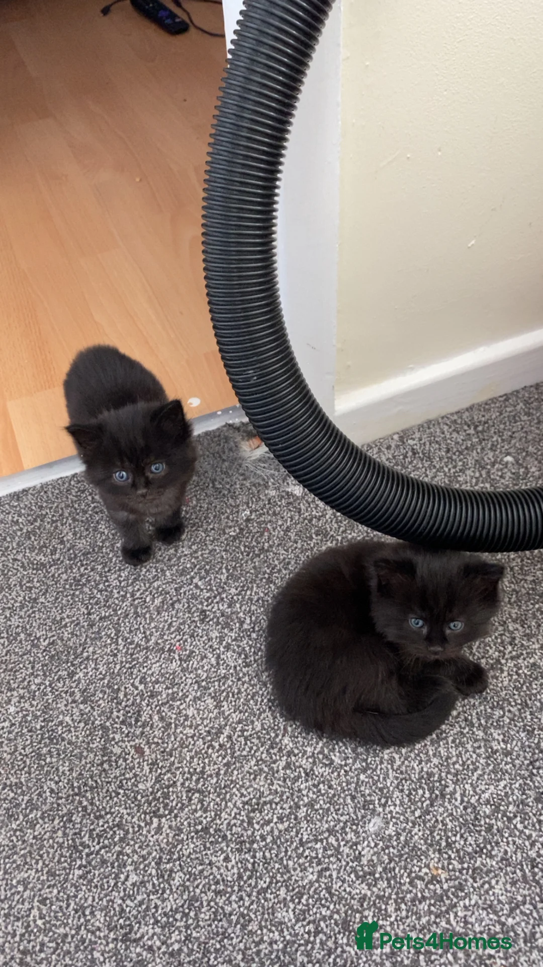 British Shorthair cats for sale: Kittens for sale  - Advert 11
