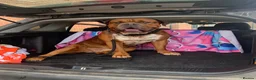 Mixed Breed dogs for sale: Duke!  - Advert 3