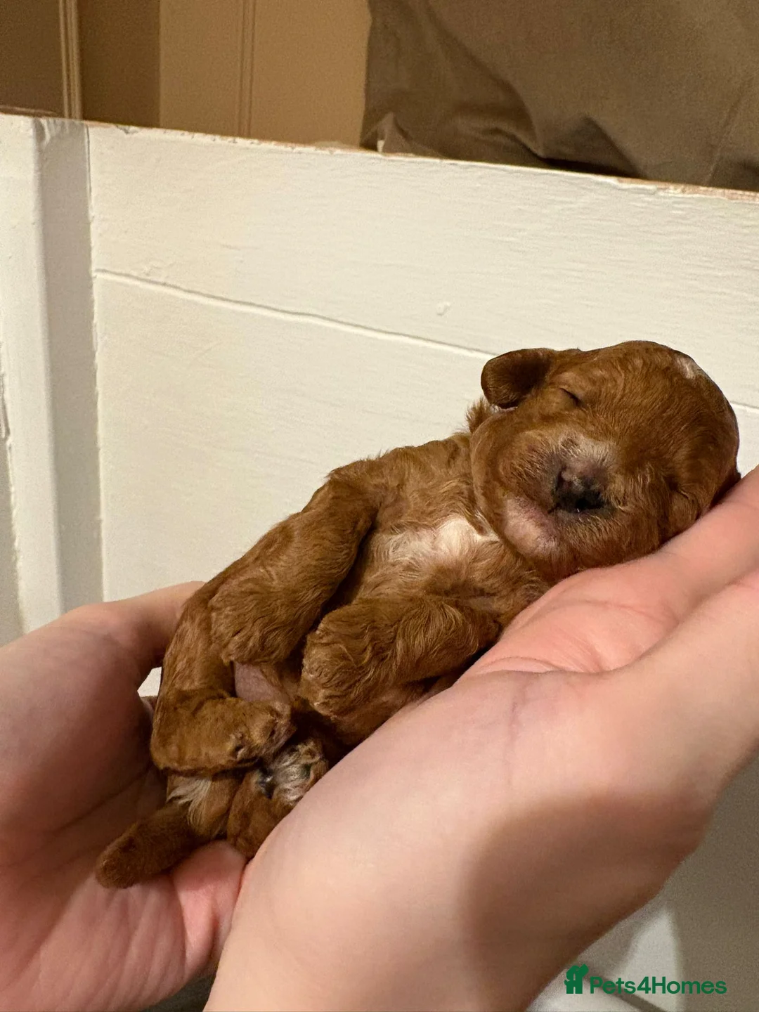 Cavapoo dogs for sale: Small F2 Cavapoo Puppies – Family Raised - Advert 18