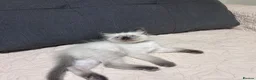 Ragdoll cats for sale: Stunning Ragdoll kittens💙&🩷 - Advert 12