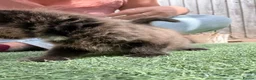 British Longhair cats for sale: 3 x female British longhair kittens - Advert 13