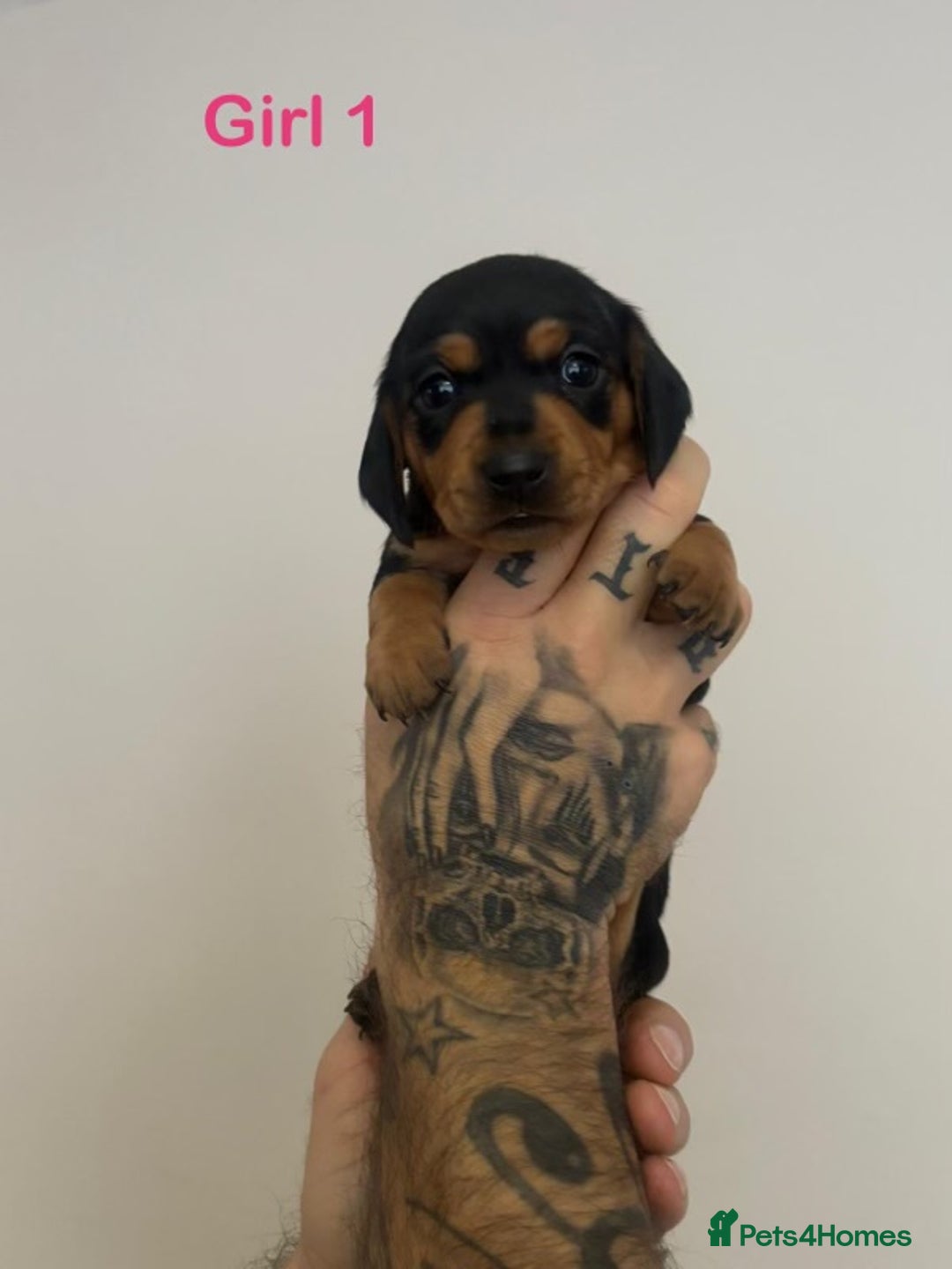 Miniature Dachshund dogs for sale: 5 Beautiful Miniature Dachshund’s  - Advert 7