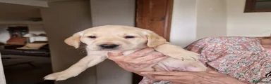 Labrador Retriever Puppy 2