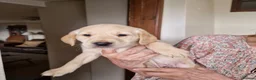 Labrador Retriever dogs for sale: Labrador Puppies - Advert 4