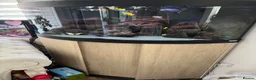 Cichlids fish for sale: Corner aquarium full set up - Advert 3