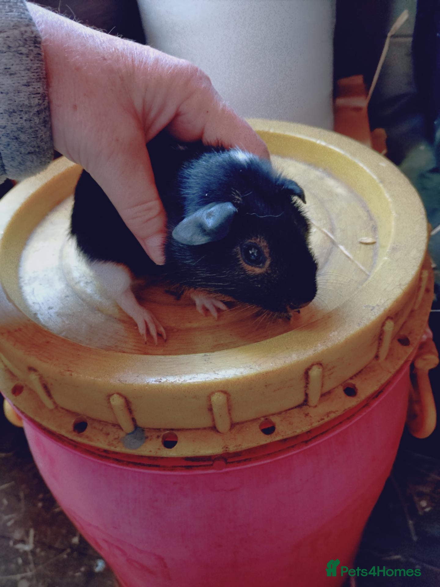Guinea Pig rodents Males baby's and a female baby - Advert 1