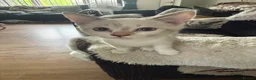 Devon Rex cats for sale: Devon rex  x sphynx kittens  in Bristol - Advert 11