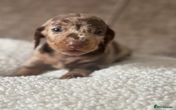 Dachshund dogs for sale: 🌭🌭🌭🌭🌭🌭🌭little dachshunds🌭🌭🌭🌭🌭  - Image 23