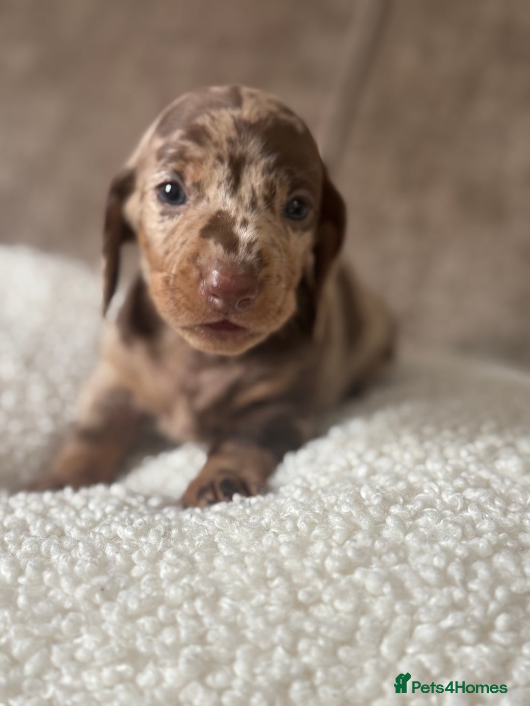 Dachshund dogs for sale: 🌭🌭🌭🌭🌭🌭🌭little dachshunds🌭🌭🌭🌭🌭  - Image 23