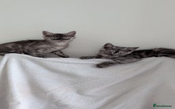 Persian cats for sale: Beautiful mixed Persian kitten 🐾 - Image 18
