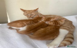 Mixed Breed cats for sale: 3 gorgeous ginger kittens available  - Image 4
