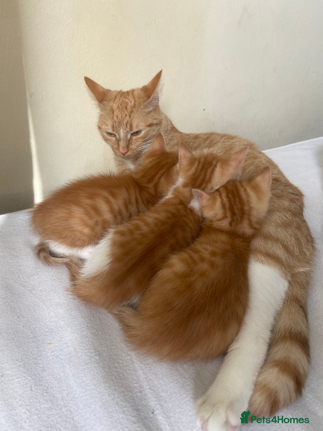 Mixed Breed cats for sale: 3 gorgeous ginger kittens available  - Image 4