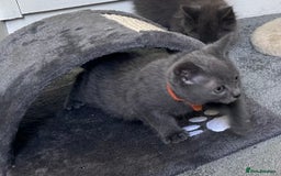 Russian Blue cats for sale: Russian Blue Kittens  in Lanark - Image 22