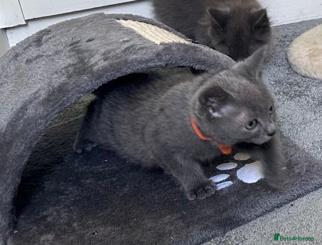 Russian Blue cats for sale: Russian Blue Kittens  in Lanark - Image 22