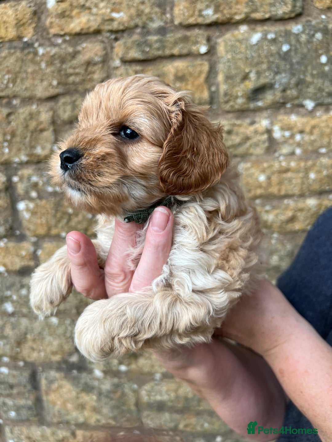 Cavachon dogs for sale: Cavapoochon puppies  - Image 18