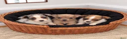 Jack Russell dogs for sale: Jack Russell Boys For Sale - Advert 1