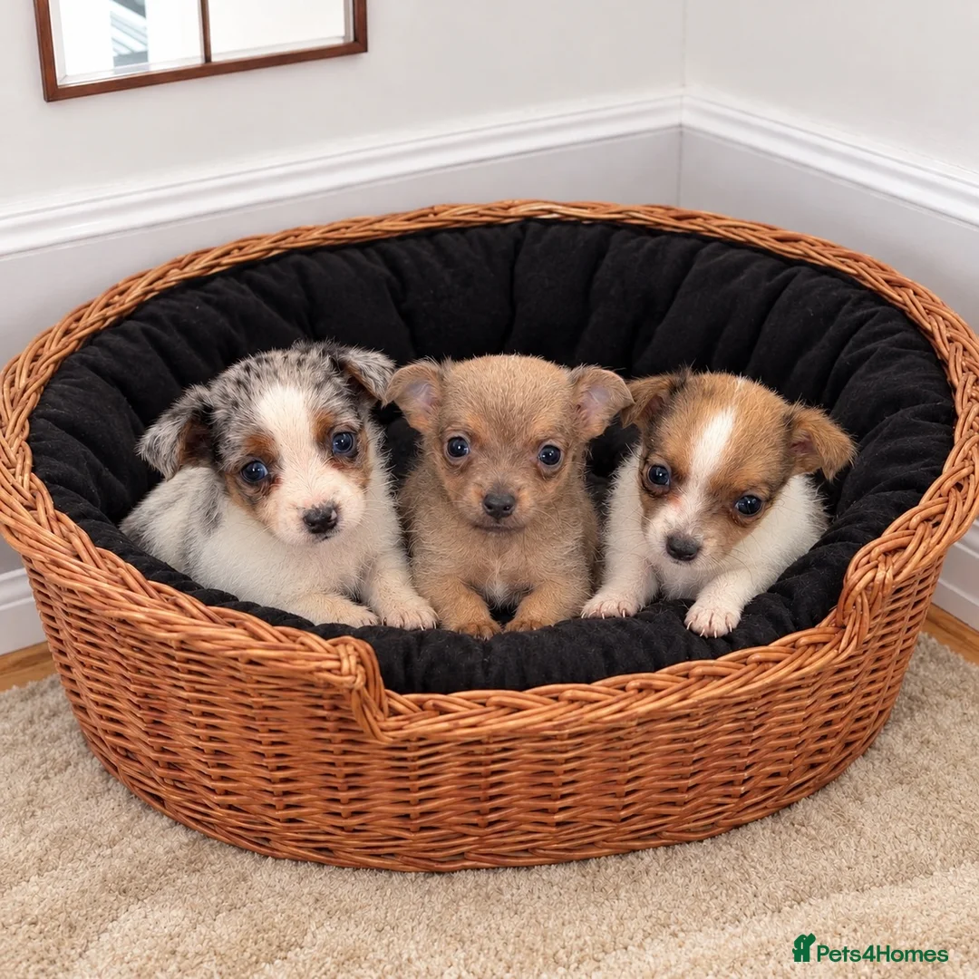 Jack Russell dogs for sale: Jack Russell Boys For Sale - Advert 1