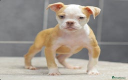 Olde English Bulldogge dogs for sale: Why Settle for Less? 5⭐️Rated,23 years experience  - Image 6