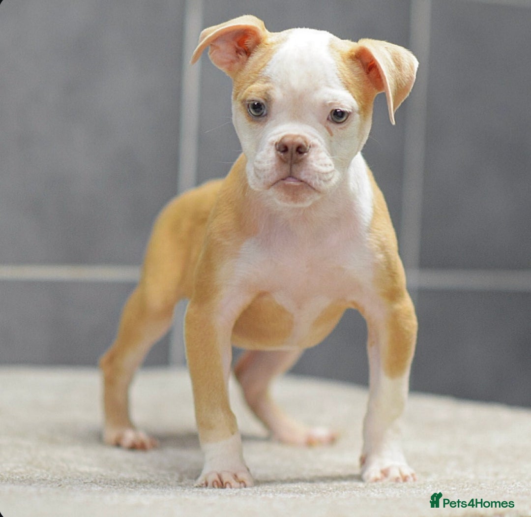 Olde English Bulldogge dogs for sale: Why Settle for Less? 5⭐️Rated,23 years experience  - Image 6