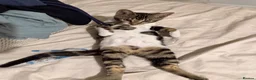 Bengal cats for sale: mixed bengal - Advert 7