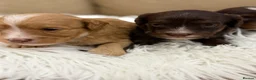 Cavapoo dogs for sale: F1 Health Tested Mini Cavapoos  - Advert 9