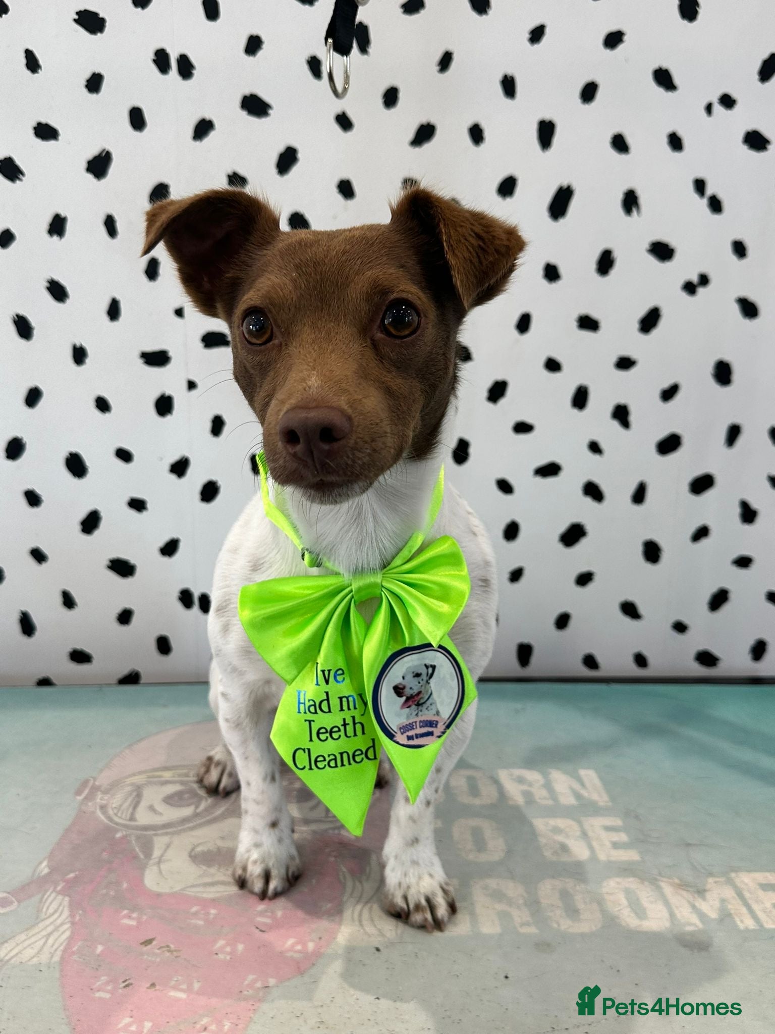 Jack Russell dogs Miniature jack Russell  - Advert 3