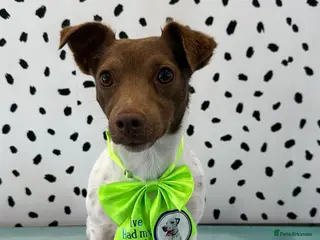 Jack Russell dogs Miniature jack Russell - Advert 3