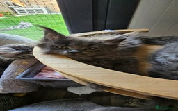 Maine Coon cats for sale: Tica registered maine coon giants kittens £1300 - Image 12