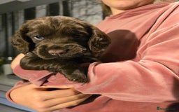 Cocker Spaniel dogs for sale: Chocolate cocker spaniels puppies  - Image 7
