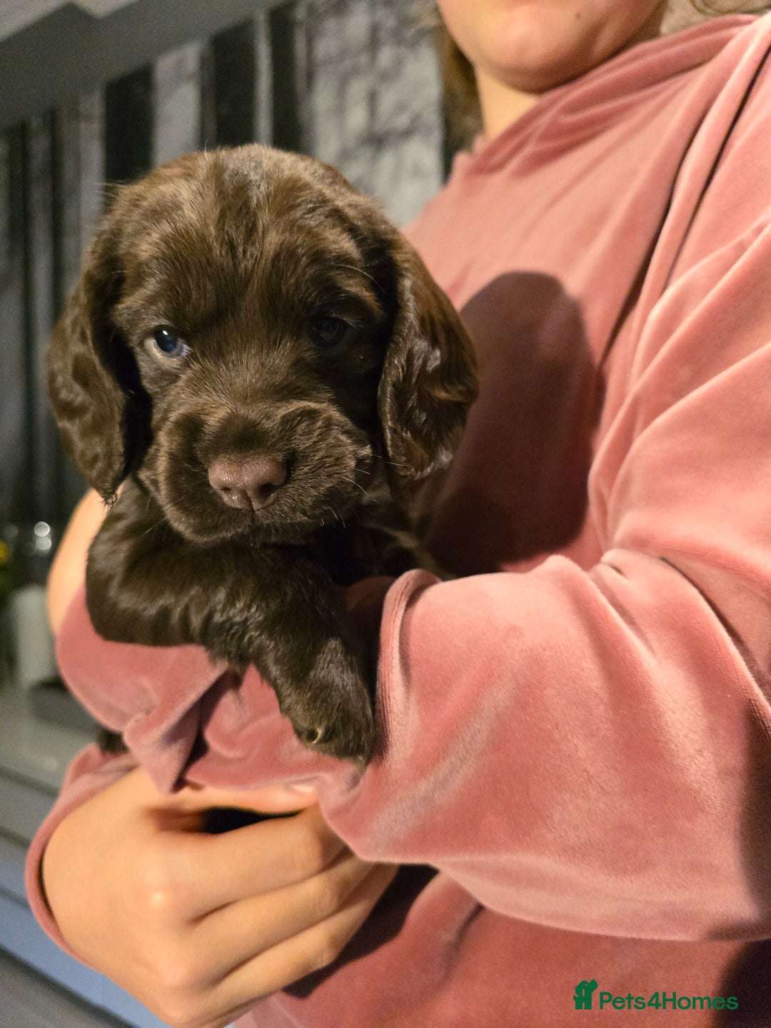 Cocker Spaniel dogs for sale: Chocolate cocker spaniels puppies  - Image 7