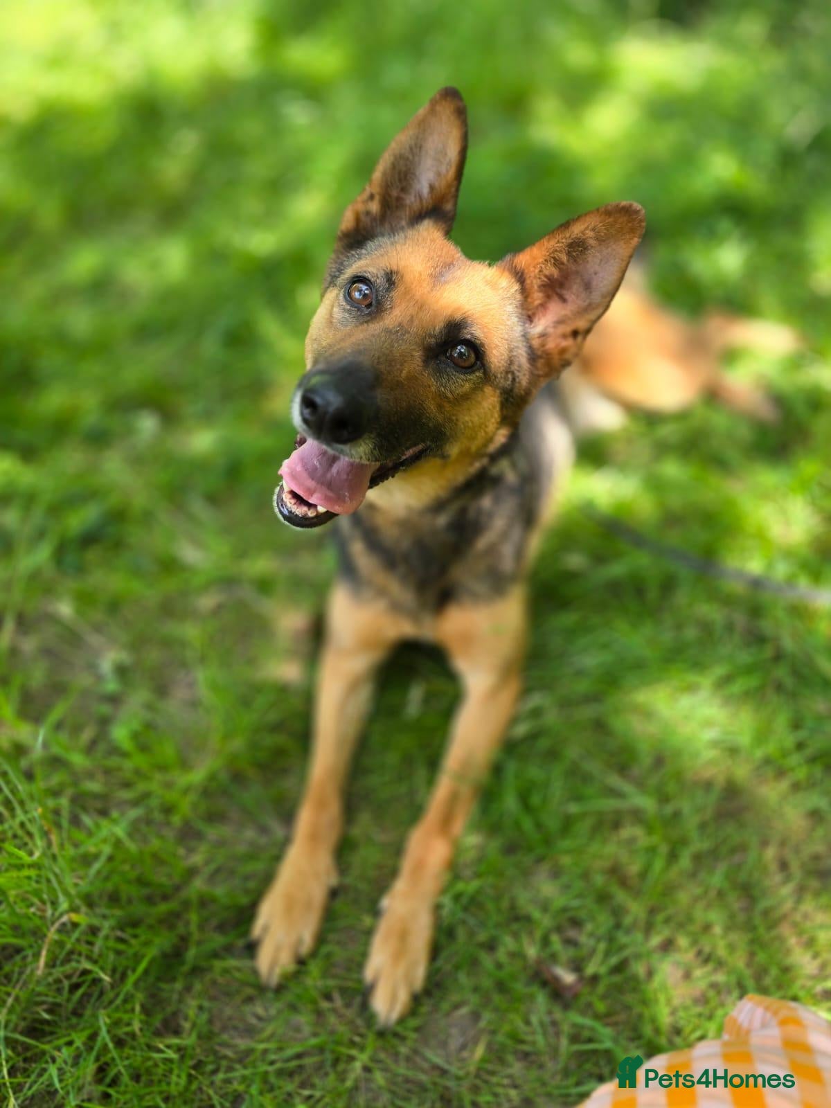 Mixed Breed dogs ❤️ SHANNY ❤️ – WELL BALANCED, KIND AND DEVOTED  - Advert 1