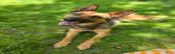 Mixed Breed dogs for adoption: ❤️ SHANNY ❤️ – WELL BALANCED, KIND AND DEVOTED  - Advert 1