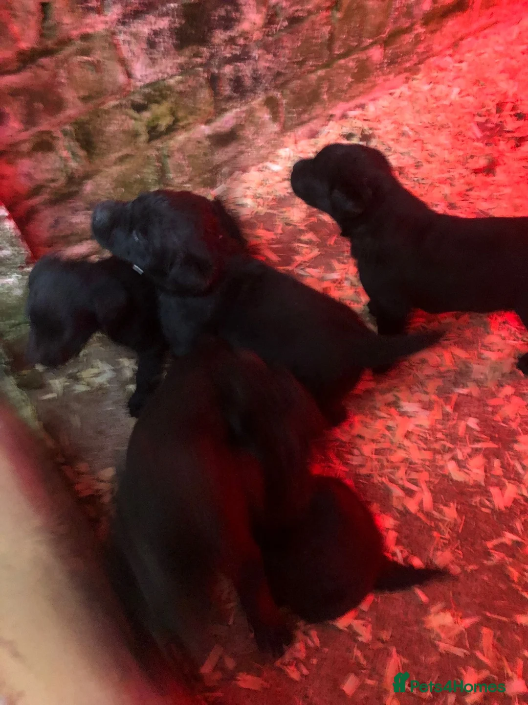 Labrador Retriever dogs for sale: KC registered working Labrador puppies - Advert 2